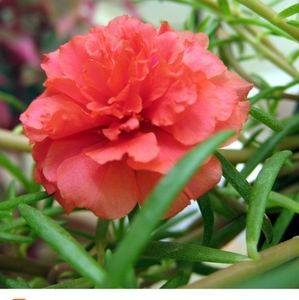 Portulaca moss rose red 30 cuttings